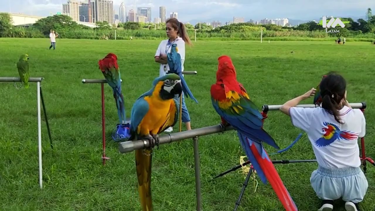 Guacamayas en peligro de extinción (Mascotizate latam.tv)