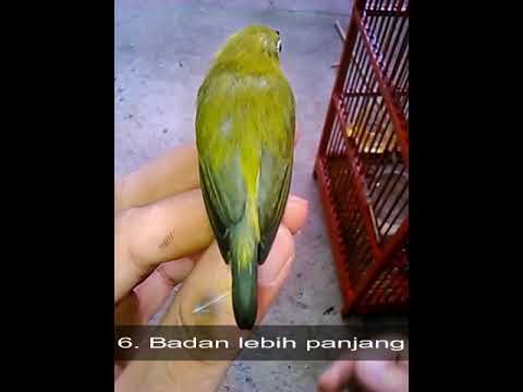 Jantan Novyj Trend Smotret Onlajn Na Sajte Trendovi Ru Jantan Novyj Trend Smotret Onlajn Na Sajte Trendovi Ru