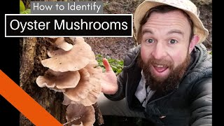 How to Identify Oyster Mushrooms: A Beginner