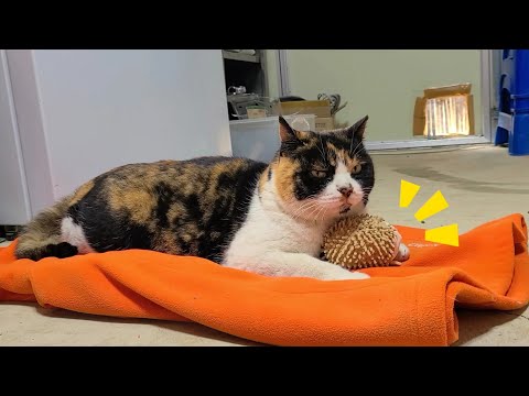 외톨이 길냥이에게 인형을 선물했더니..4년이 지나도 소중히 간직하고 있어요 (나비의 애착인형)