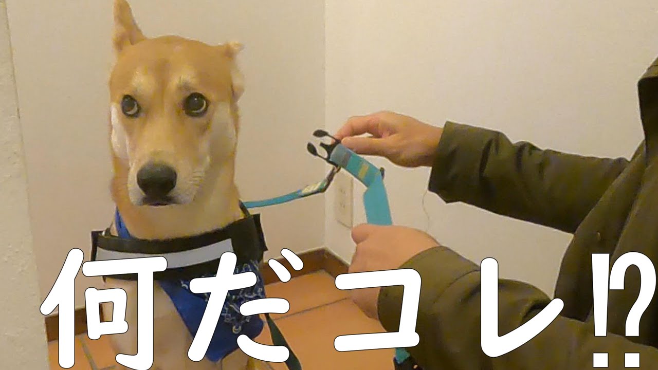 新しいハーネスにとまどうワンジロー