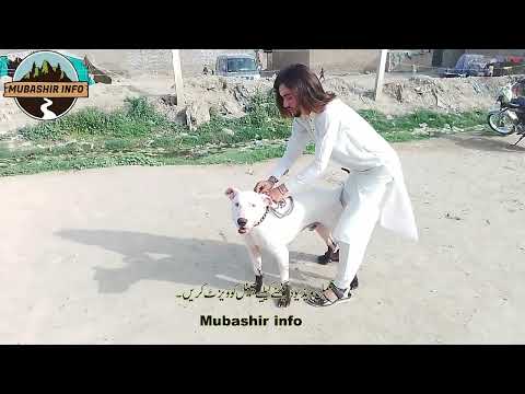 Outstandig gultair dog | this sunday video | Mubashir info | kohat mandi
