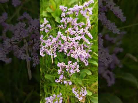 Strandflieder (Limonium vulgare): Der Spezialist für Salzwiesen & Küstengärten