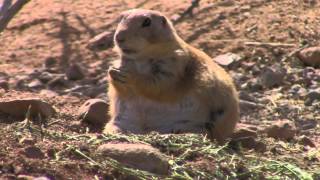 "Prairie Dog" Out of Africa, Camp Verde, AZ (HD)