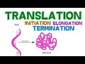 TRANSLATION - 3 PHASES - INITIATION, ELONGATION and TERMINATION - PROTEIN SYNTHESIS