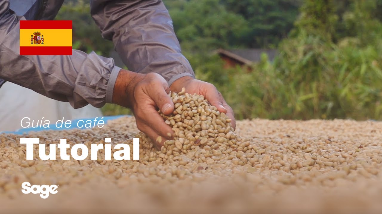 Elegir los granos de café adecuados