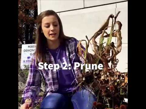 How to Overwinter Cannas