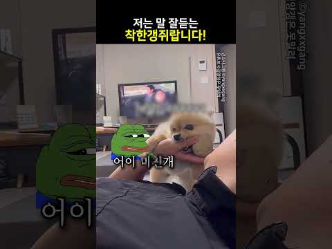 저는 말 잘듣는 착한갱쥐랍니다!