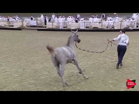 N.23 E M AL WAJBA - 2019 Qatar Individuals - Yearling Fillies (Class 1B)