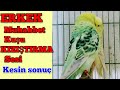 Budgie Sound Budgerigar Sound Mating Bird Sound
