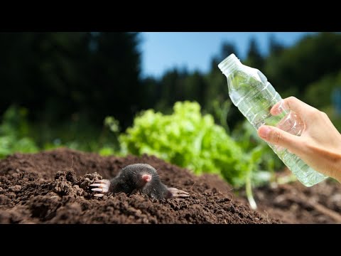 Moles from the garden disappear in 2 minutes! The most effective natural solution!