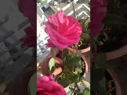 My rose plant