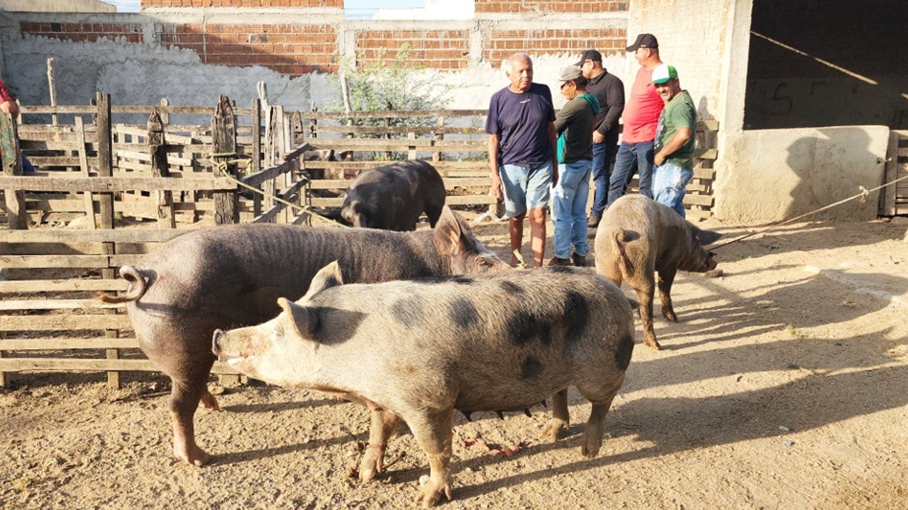 SUÍNOS DE 150 REAIS EM CACHOEIRINHA-PE, ALÉM DE CAPRINOS E OVINOS  05-12-2024 #nordeste