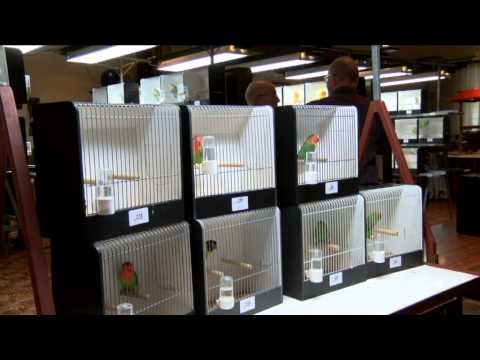 RTVSternet 20141101 Vogelshow Intropika Haaksbergen