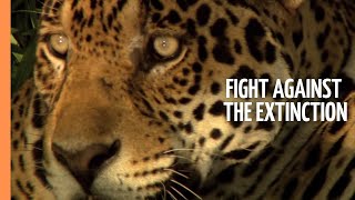 Wildlife Warriors - The tough fight against the extinction of endangered species