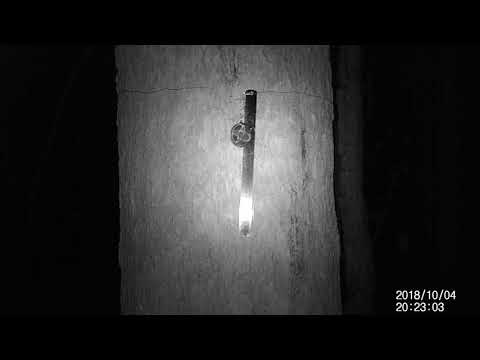 Yellow-footed Antechinus 181004 @ ErmCam054