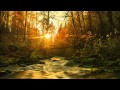 Релакс, звуки природы, ручей в лесу, гармония и чистота воды для спокойного сна и ...