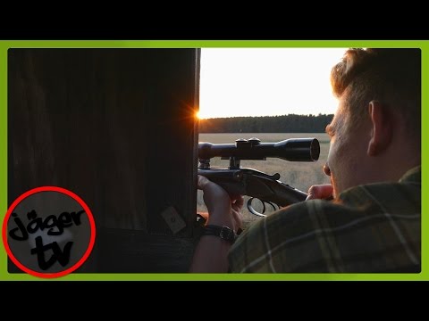 Ansitz mit einem Freund | Fuchs kann immer kommen