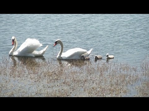 Mladi labudovi na jezeru Slanac 25.5.2022.