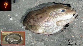 Living Toads Found Entombed In Stone?