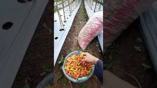 Download lagu panen cabe rawit ori 212 | 126 hst mp3 Download lagu panen cabe rawit ori 212 | 126 hst mp3