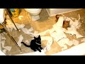 Cats Who DESTROY PART 3 A Compilation