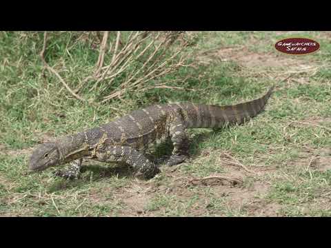 The Nile Monitor Lizard - (African small-grain lizard)