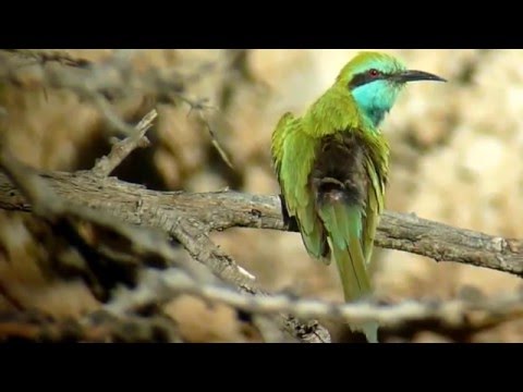 Żołna wschodnia (Merops orientalis)-Green bee-eater