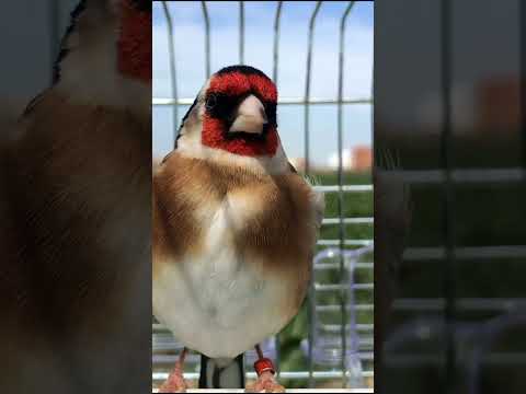 Goldfinch singing the best chirping / goldfinch song #birds #birdsong #birdschirping
