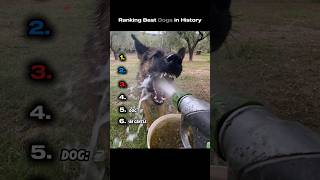 Download lagu Ranking Best Dogs in History mp3 Download lagu Ranking Best Dogs in History mp3