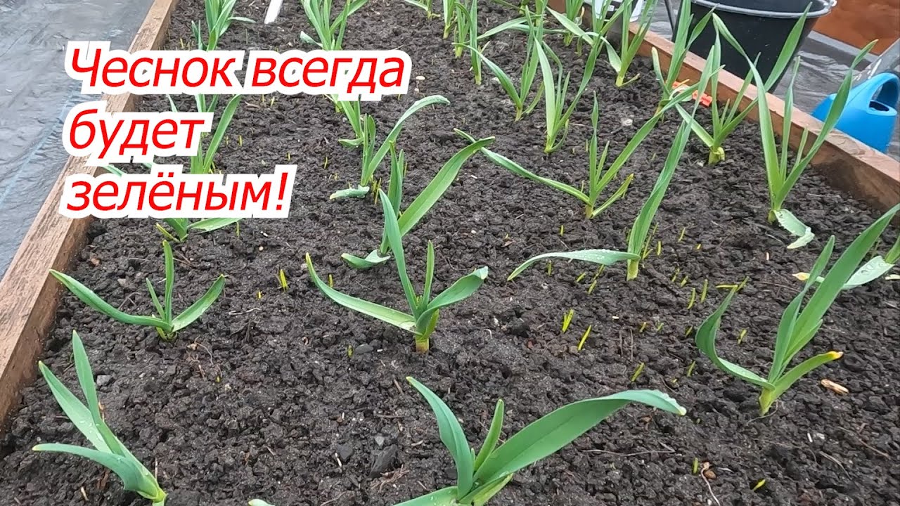 Подкормка чеснока. Чем подкормить чеснок и лук весной. Подкормка чеснока ранней весной. Удобрение для чеснока весной. Подкормка чеснока. Чем подкормить чеснок и лук весной. Подкормка чеснока ранней весной. Удобрение для чеснока весной.