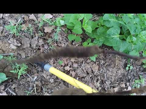 What is This Plant?  It is Mirabilis Jalapa