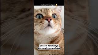 Download lagu suara pemanggil kucing mp3 Download lagu suara pemanggil kucing mp3