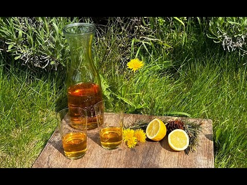 Making Dandelion and Douglas Fir Mead (Methaglin)