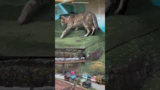 Gatinho Fofo Salvou o Hotel Japonês da Falência 🐈❤️