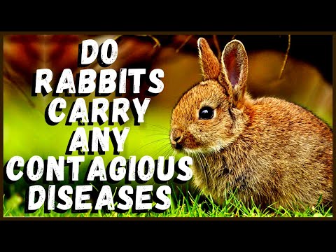 Do Rabbits Carry Any Contagious Diseases?