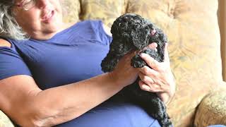 Video preview image #2 Goldendoodle Puppy For Sale in DES PLAINES, IL, USA