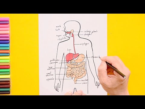 3,000+ Intestine Drawing Stock Photos, Pictures & Royalty-Free Images -  iStock | Small intestine drawing