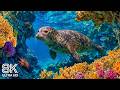 0032 Explore The Magical Ocean World In 8K Stunning Marine Life For Relaxation Deep Sleep