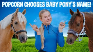 POPCORN CHOOSES OUR BABY PONY&#39;S NAME!