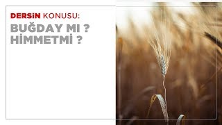 Buğday mı, Himmet mi ?
