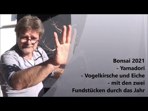 Bonsai 2021-48 - Yamadori - Vogelkirsche und Eiche - mit den zwei Fundstücken durch das Jahr