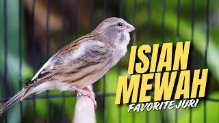 Download lagu MATERI MEWAH BIKIN JUARA - Masteran Kenari Isian Blackthroat Gacor CENGKOK IDAMAN JURI mp3 Download lagu MATERI MEWAH BIKIN JUARA - Masteran Kenari Isian Blackthroat Gacor CENGKOK IDAMAN JURI mp3