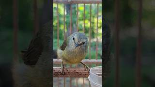 Download lagu opior jawa gacor ngeriwik mp3