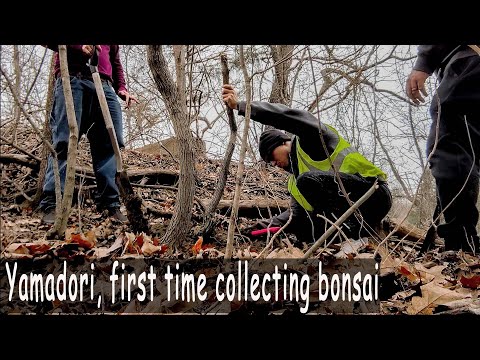 Yamadori, first time collecting trees, great finds!