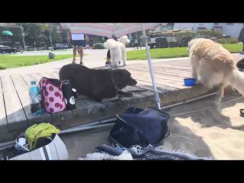 fahim fazli with baba in Laguna Beach