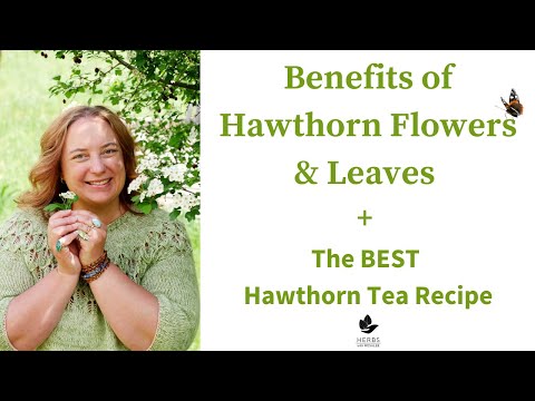 Medicinal Flowers | Benefits of Hawthorn Flowers + Hawthorn Tea Recipe