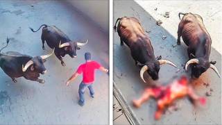 Ataques de Animais Que Terminaram da Pior Forma Possível