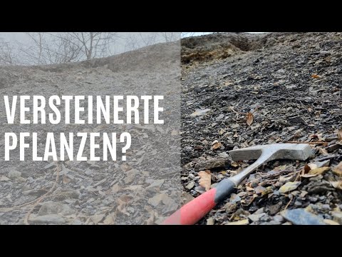 Versteinerte Pflanzen - Fossilien suchen in Sachsen-Anhalt