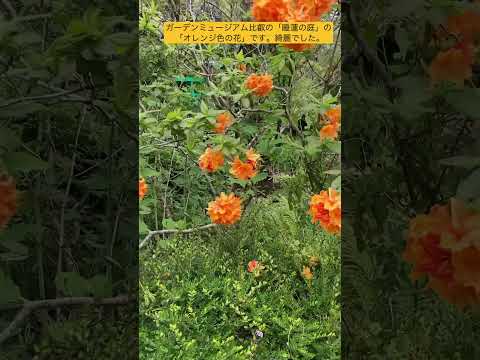 熱干ばつから庭を守る方法 太陽の植物 2022年夏